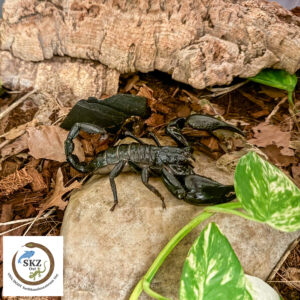 ein Heterometrus, Asiatischer Waldskorpion, auf einem Stein im Terrarium