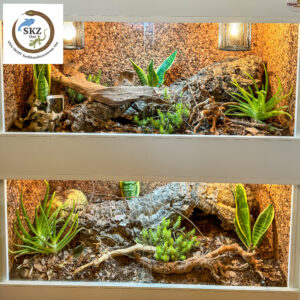 Einrichtungsbeispiel für zwei Terrarien von Heterodon nasicus, Westliche Hakennasennattern, mit Korkröhren, Wurzeln und Sukkulenten