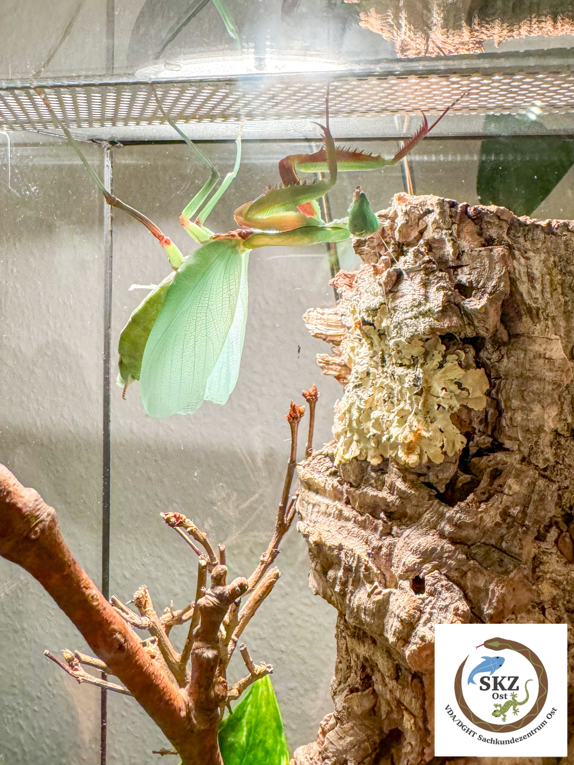 frisch gehäutete Hierodula majuscula, Australische Riesenmantis, kopfüber an der Decke eines Terrariums