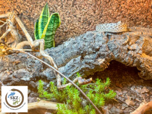 eine Heterodon nasicus, Westliche Hakennasennatter, liegt zusammengerollt auf einer Korkröhre im Terrarium