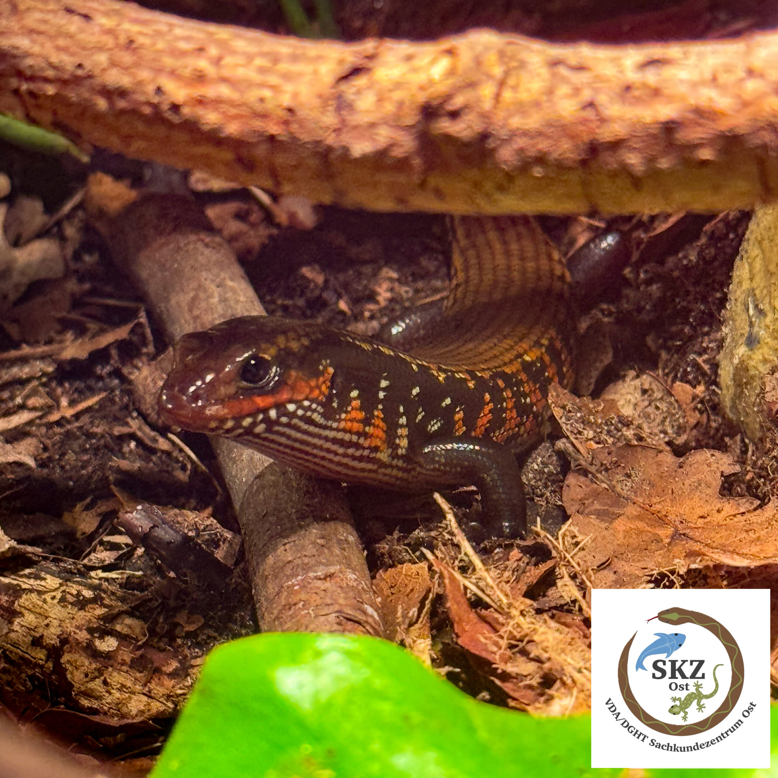 Ein Lepidothyris fernandi (Feuerskink) schaut zwischen Ästen im Terrarium hervor
