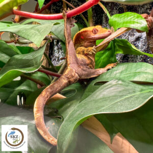 ein Correlophus ciliatus, Kronengecko, macht einen Spagat zwischen den Pflanzen des Terrariums