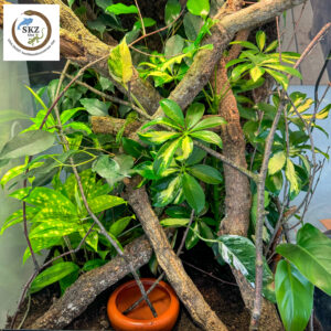 artgemäß eingerichtetes Terrarium für Lepidodactylus lugubris, Jungferngeckos mit vielen Ästen und Pflanzen