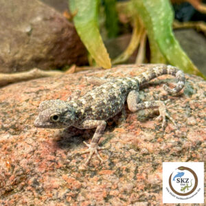 grau-weißer Pristurus carteri - Masirah, Skorpionschwanzgecko, auf einem Stein im Terrarium