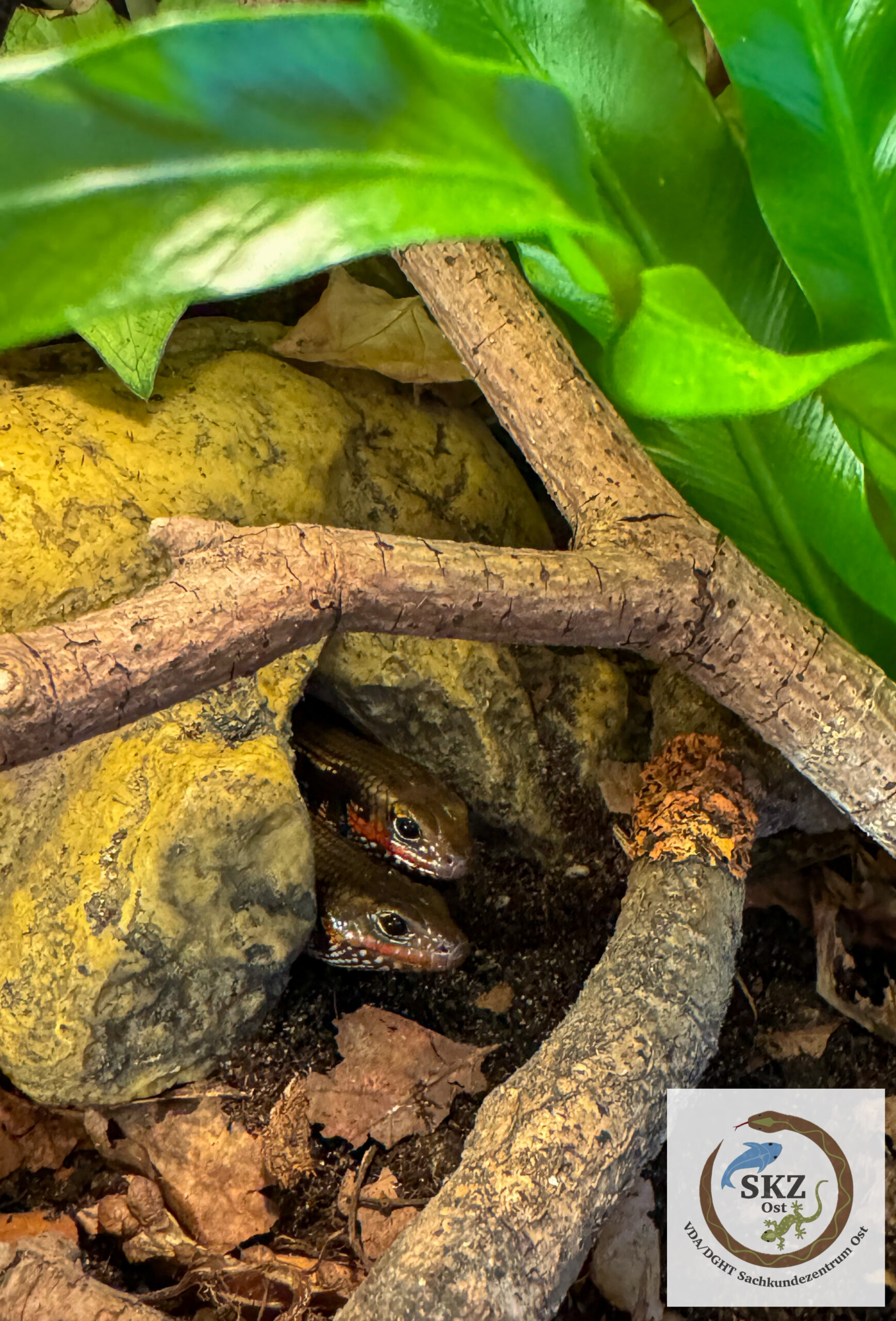 Zwei Feuerskinke (Lepidothyris fernandi) schauen aus einer Höhle im Terrarium