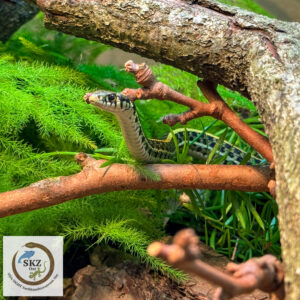 neugierige Thamnophis radix, Prärie Strumpfbandnatter, im artgemäß eingerichteten Terrarium