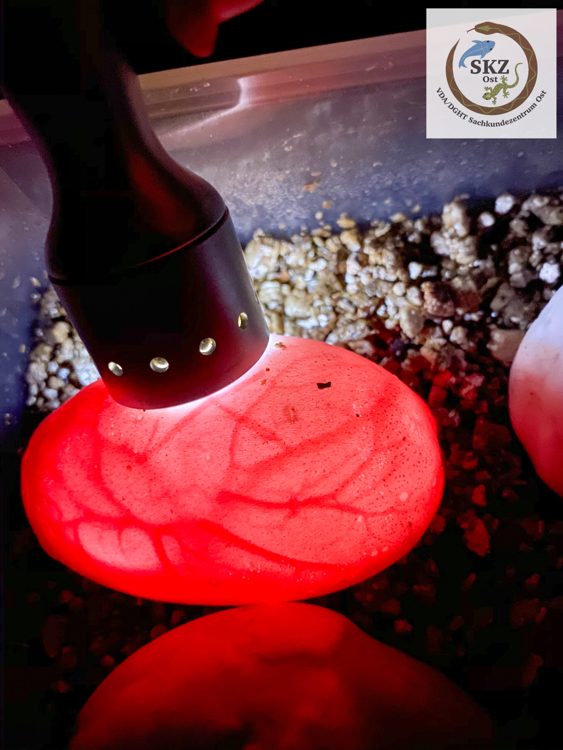 Ein befruchtetes Schlangenei wird mit einer Taschenlampe durchleuchtet. Es leuchtet rot, die Adern sind gut zu erkennen.