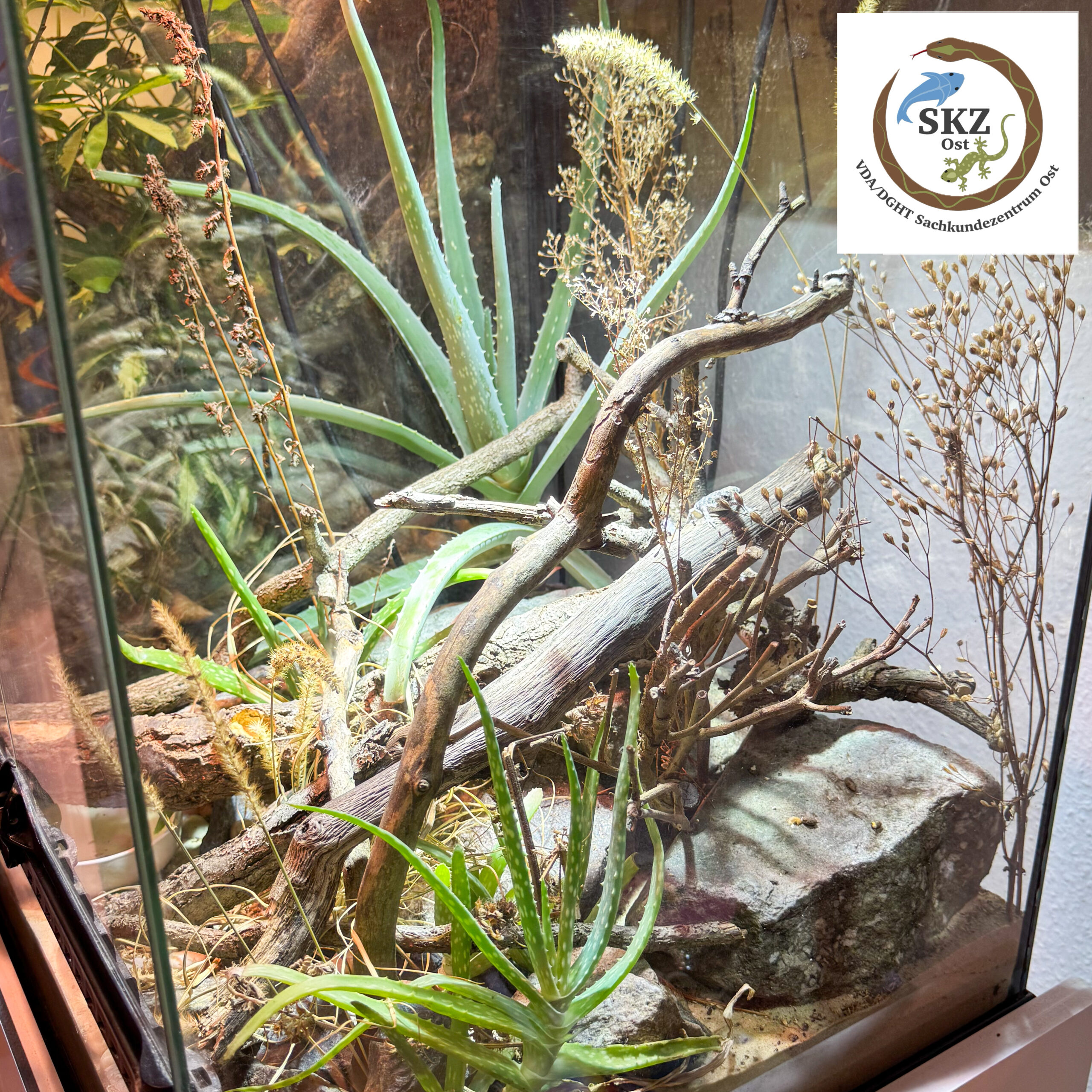 naturnach gestaltetes Terrarium für Pristurus carteri, Skorpionschwanzgecko, mit vielen Wurzeln, Steinen und Aloe