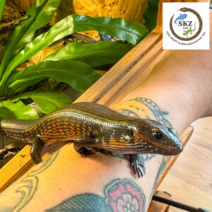 Ein Lepidothyris fernandi, Feuerskink sitzt auf einem tätowierten Arm, im Hintergrund ein Terrarium