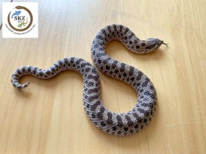 junge Heterodon nasicus, Westliche Hakennasennatter, wildfarbend auf einem Holztisch