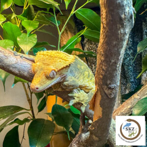 gelblicher Correlophus ciliatus, Kronengecko, auf einem Ast im Terrarium