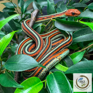 Eine Thamnophis sirtalis tetrataenia, San Francisco Strumpfbandnatter liegt inmitten von grünen Blättern