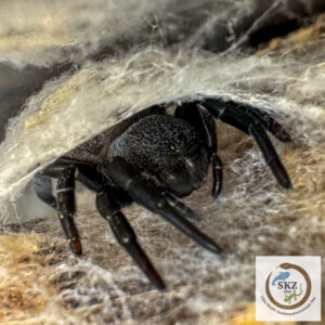 eine Eresus walckenaeri, Griechische Röhrenspinne, schaut aus einer gesponnenen Röhre