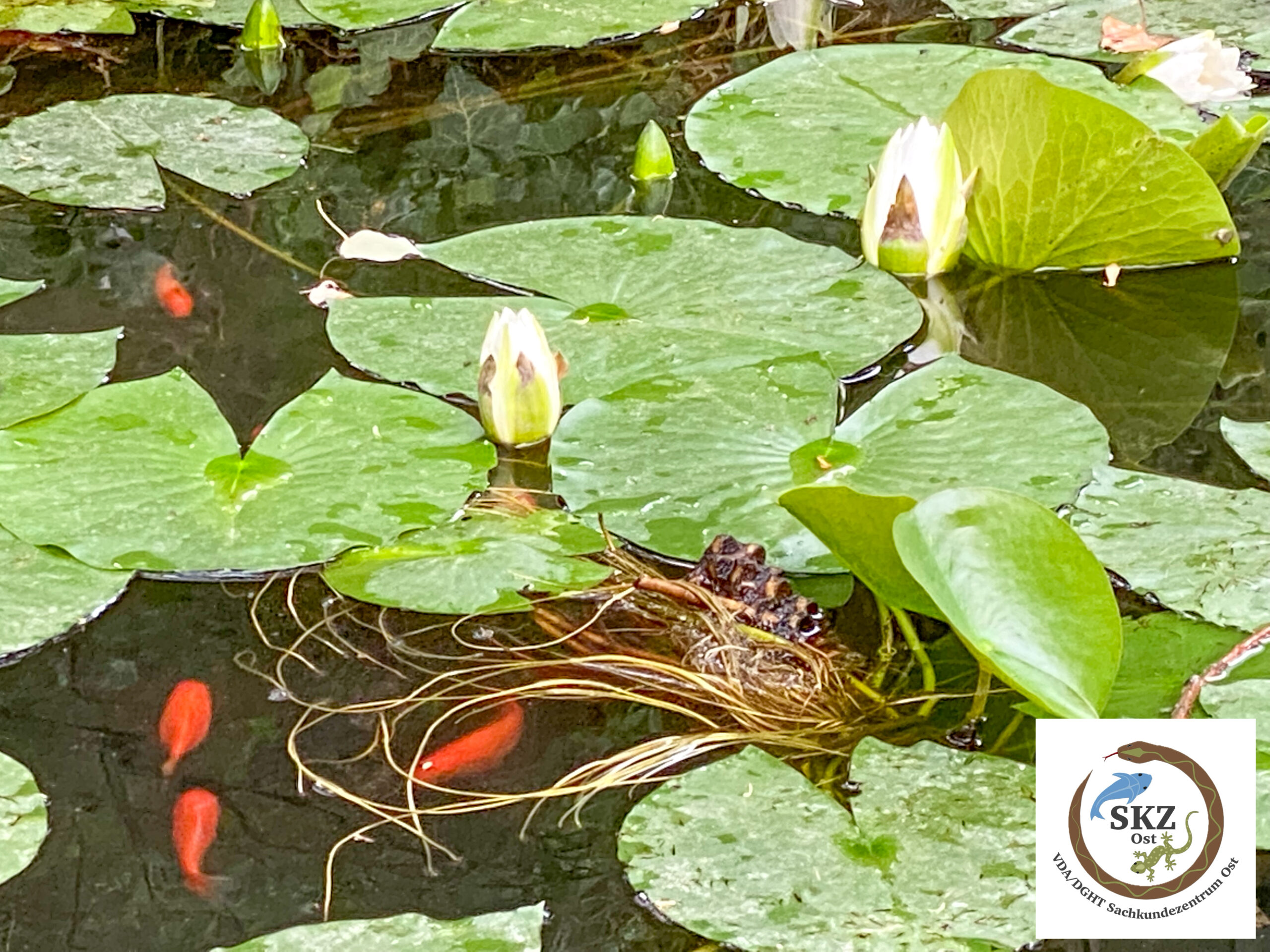 Teilansicht eines Teichs mit Carassius auratus, Goldfischen, und weißen Seerosen