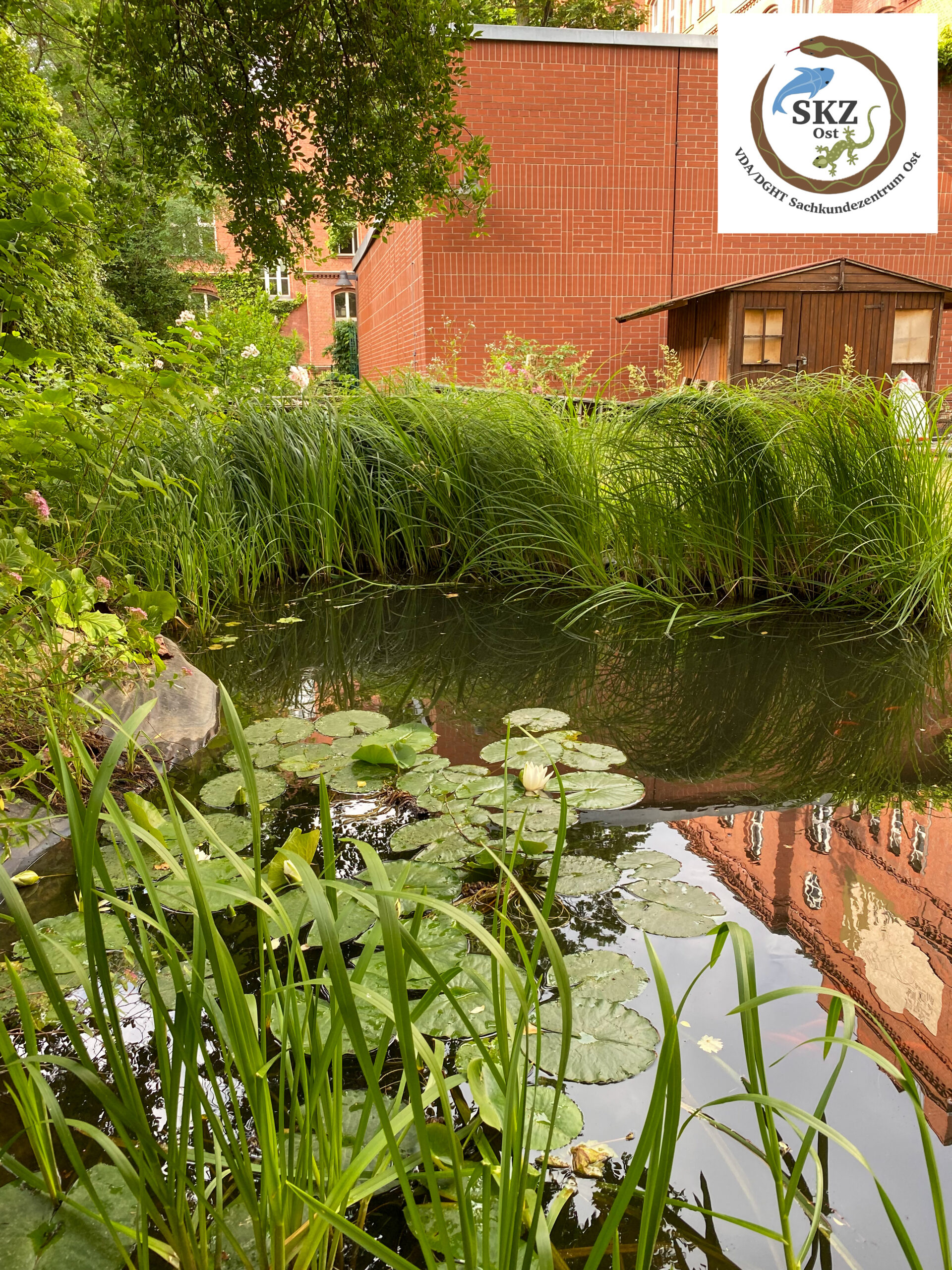Gartenteich mit vielen Pflanzen und Seerosen vor einem roten Backsteingebäude