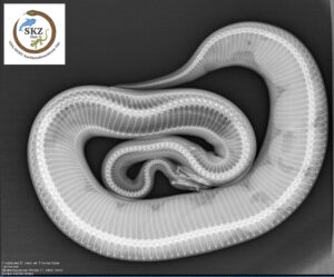 schwarz-weißes Röntgenbild einer trächtigen Königspython. man erkennt die Knochenstruktur und die Eier