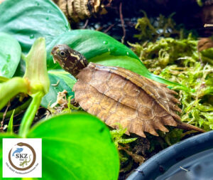 Eine kleine Schildkröte, Geoemyda spengleri, Chinesische Zackenerdschildkröte, auf Moos zwischen grünen Blättern