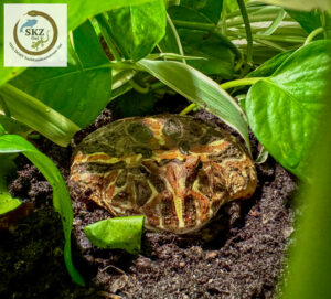 Rotbrauner Ceratophrys cranwelli, Schmuckhornfrosch, von vorne im Terrarium