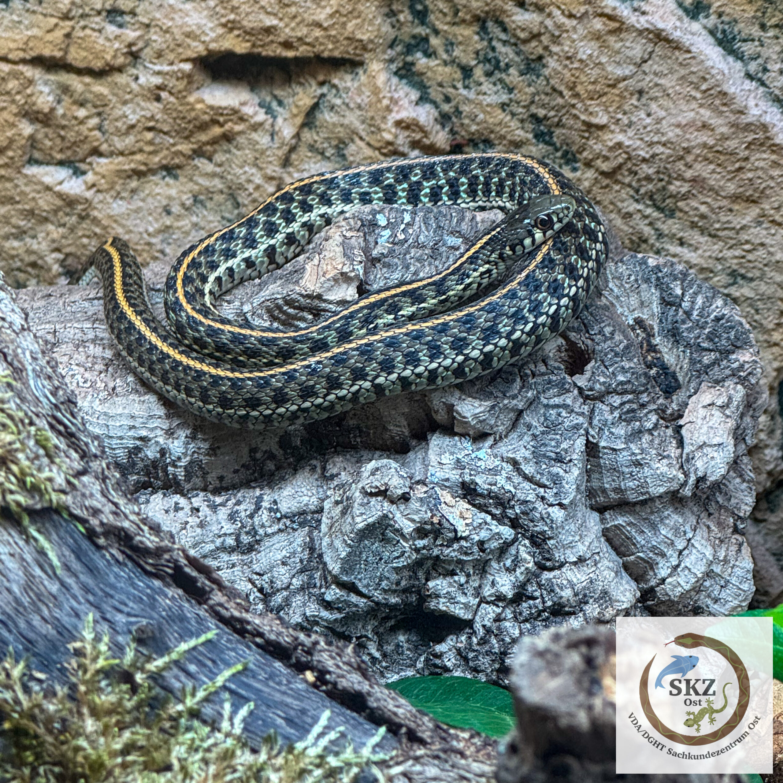 Eine Thamnophis radix, Prärie Strumpfbandnatter, liegt zusammengerollt auf einem Korkstück