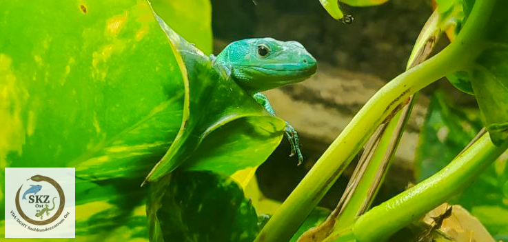 Eine Gastropholis prasinus, Grüne Baumeidechse, guckt hinter einem grünen Blatt hervor