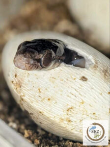 Eine Bioga cynodon, Hundezahn-Katzennatter, steckt beim Schlupf ihren Kopf aus dem Ei