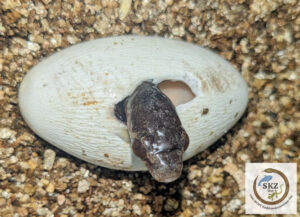 Eine Bioga cynodon steckt beim Schlupf ihren Kopf aus dem Ei