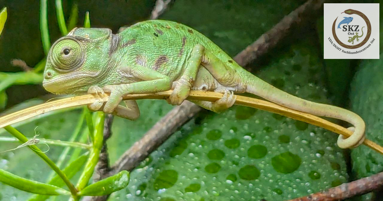 winziges, frisch geschlüpftes Chamaeleo calyptratus calcarifer, Saudi-Chamäleon auf einem dünnen Zweig in einem mit Wasser gesprühten Terrarium