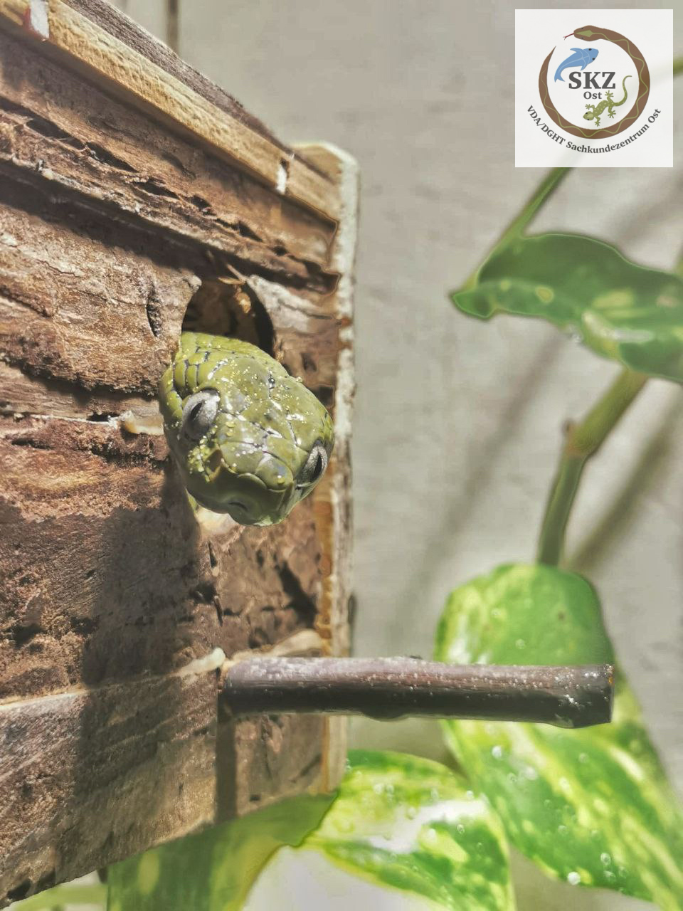 eine Boiga cyanea, grüne Nachtbaumnatter, schaut aus einer künstlichen Höhle aus holz