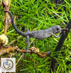 sehr junges Archaius tigris (Seychellen Tigerchamäleon) klettert auf dünnen Zweigen im Terrarium