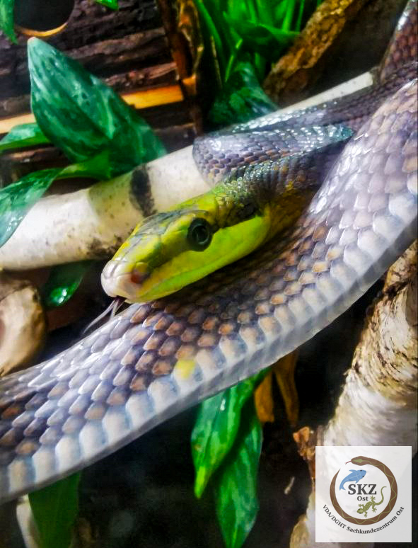 Gonyosoma oxycephalum, Spitzkopfnatter liegt zwischen Ästen im Terrarium
