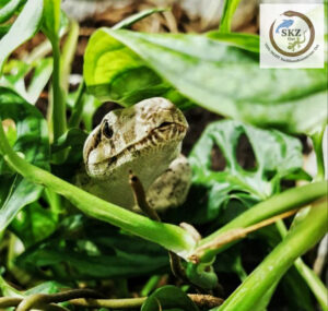 der Kopf einer Boa imperator 'Hog Island' Kaiserboa, schaut zwischen Blättern hervor