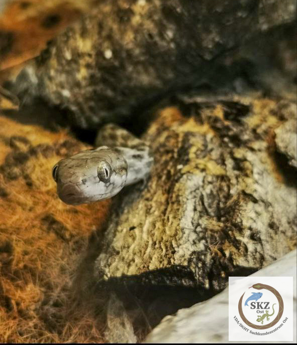 Madagascarophis colubrinus, madagassische Katzenaugennatter guckt neugierig zwischen Rindenstücken hervor