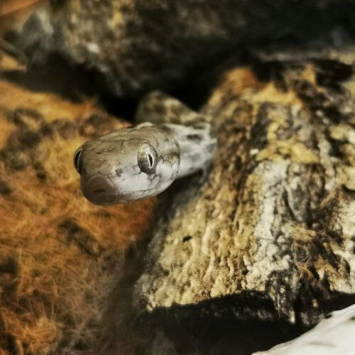 Madagascarophis colubrinus, madagassische Katzenaugennatter guckt neugierig zwischen Rindenstücken hervor