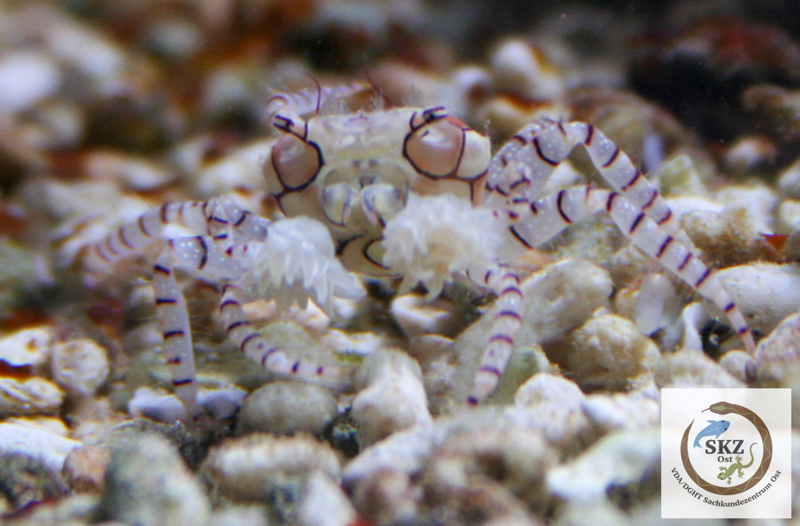 gut getarnte weiße Krabbe mit roten, dünnen Streifen auf hellem, steinigem Bodengrund
