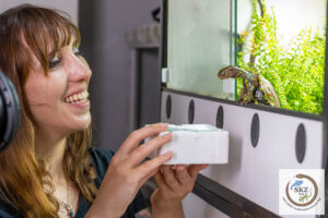 Eine junge Frau füttert eine Geoemyda spengleri, Chinesische Zackenerdschildkröte, die neugierig aus dem Terrarium schaut