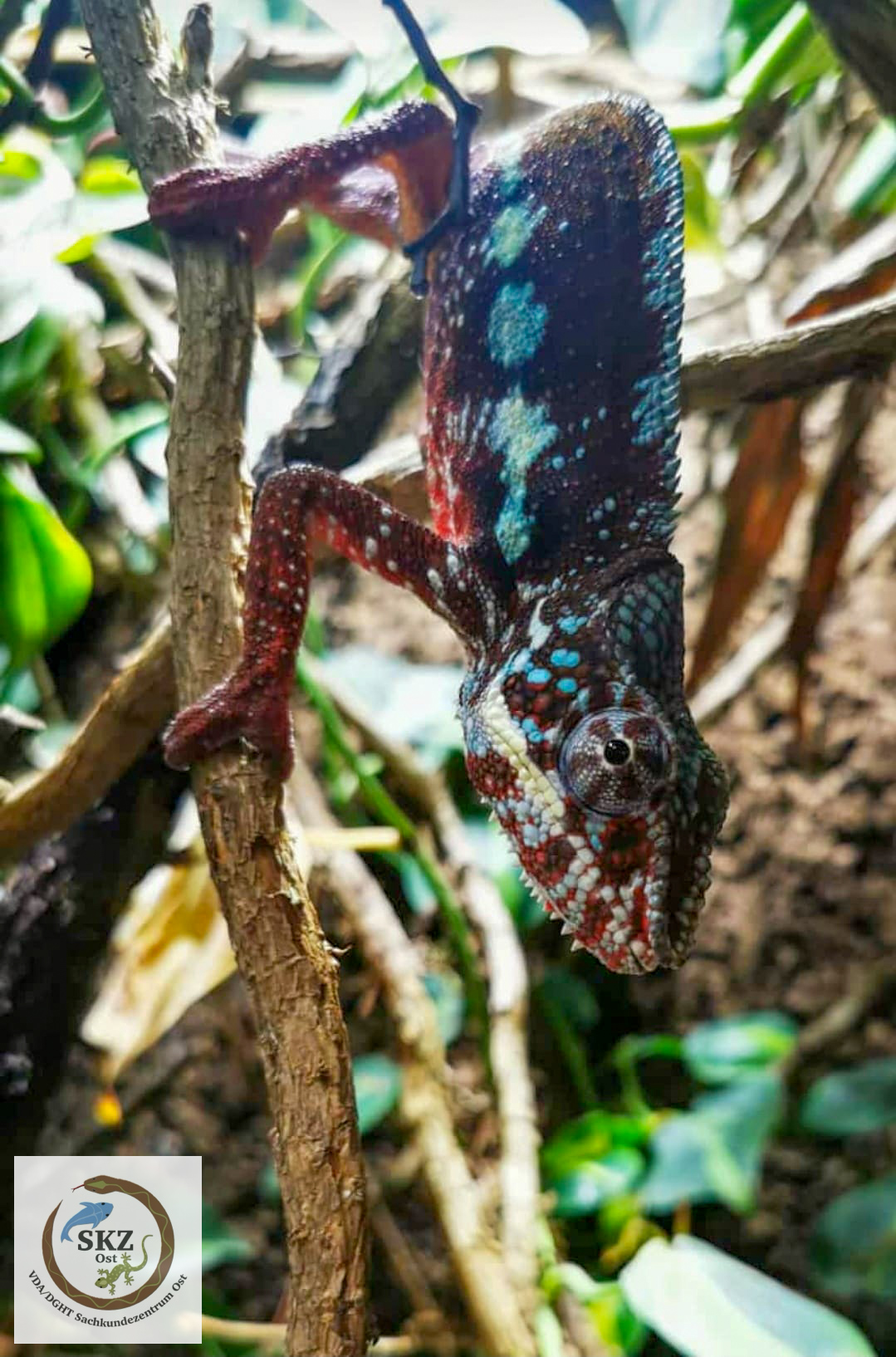 Ein buntgefärbtes Furcifer pardalis, Panthercamäleon, klettert kopfüber an einem dünnen Ast herunter