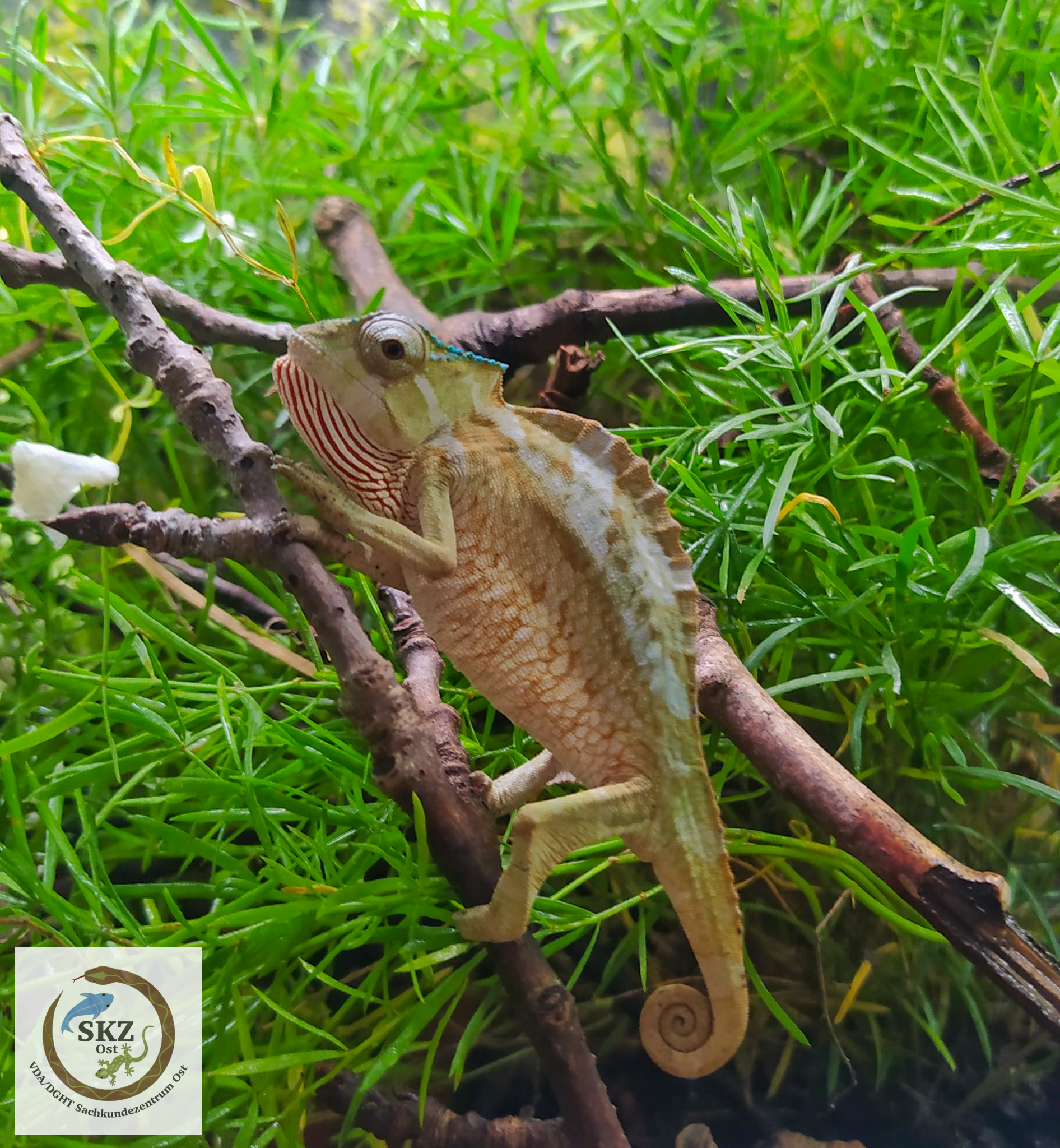 Trioceros cristatus, Haubenchamäleon klettert auf einem dünnen Ast im dicht bepflanzen Terrarium