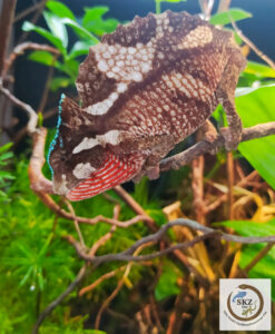 Ein braun-weißes Trioceros cristatus, Helmchamäleon mit roter Kehle im Terrarium