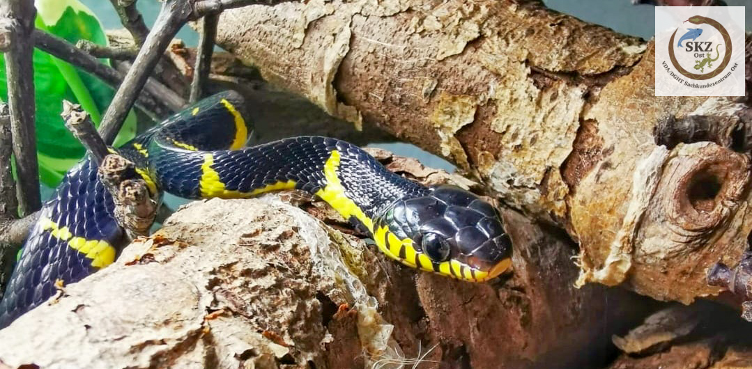 schwarz-gelbe Schlange, Boiga dendrophila, Mangroven-Nachtbaumnatter, zwischen hellbraunen, dicken Ästen