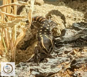 kleiner Saurodactylus emouldenii (El Mouden Gecko) auf Sand und Steinen im Wüstenterrarium