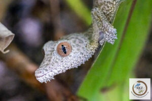 Portrait eines Uroplatus henkeli, Blattschwanzgecko, auf einem Blatt im Terrarium