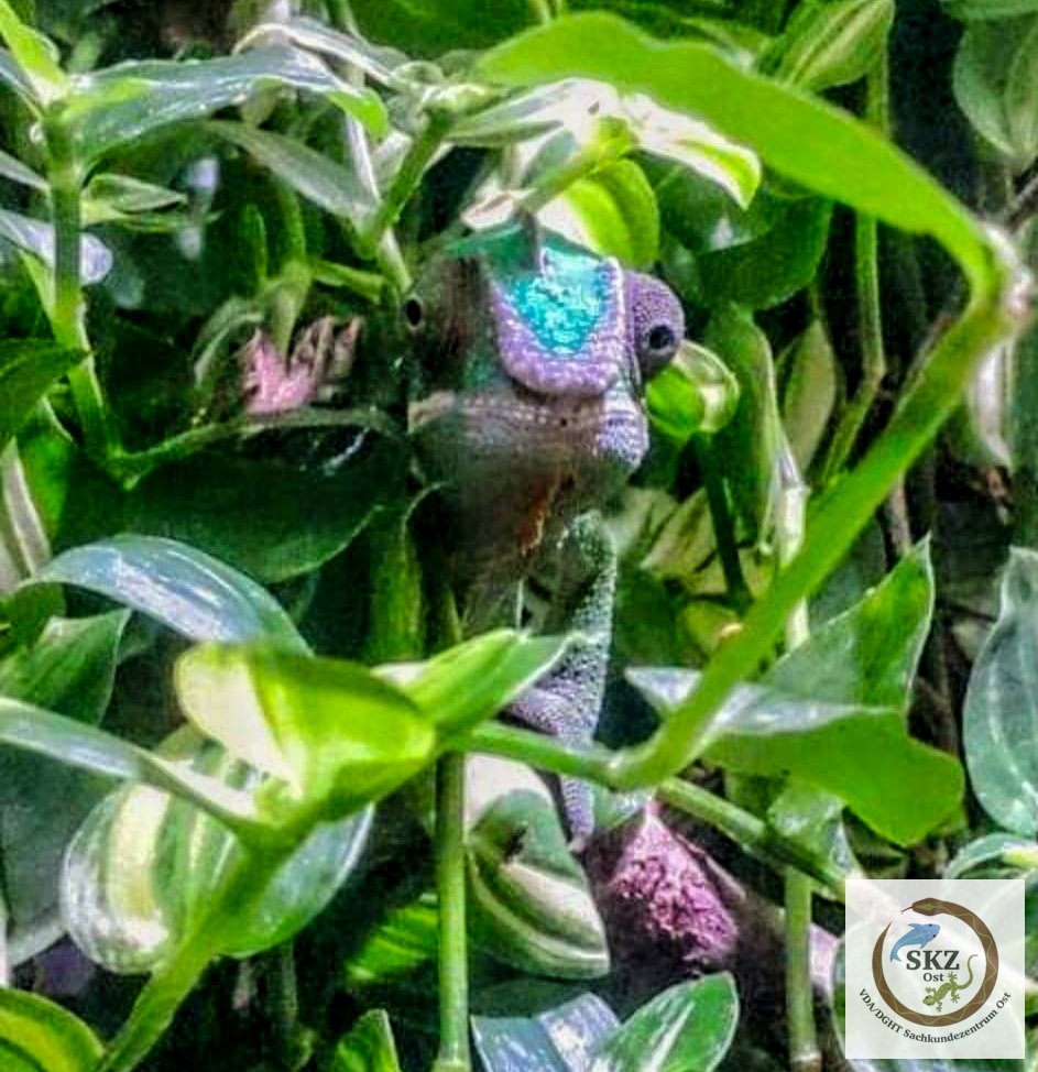 Ein Furcifer pardalis 'Ambilobe' (Pantherchamäleon) schaut zwischen dichten Blättern hervor