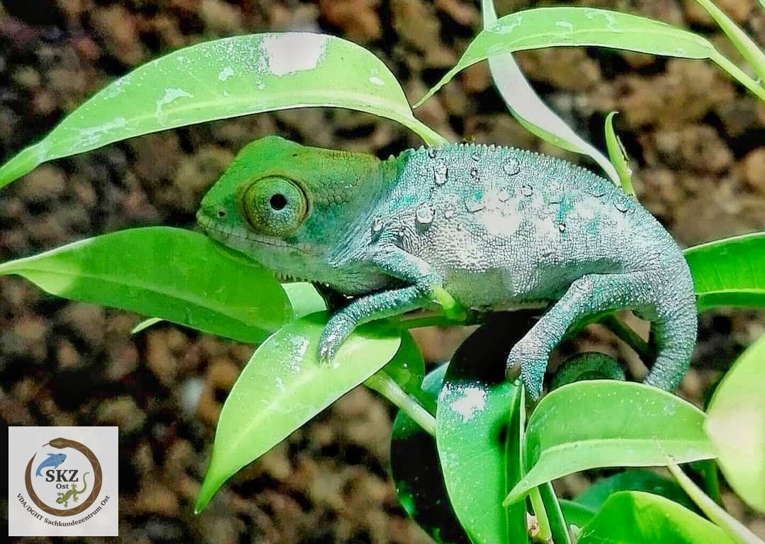 Ein sehr junges Furcifer pardalis 'Ambilobe', Pantherchamäleon sitzt zwischen hellgrünen kleinen Blättern