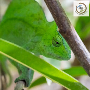Vorderansicht eines grün gefärbten Trioceros cristatus, Helmchamäleon im Terrarium