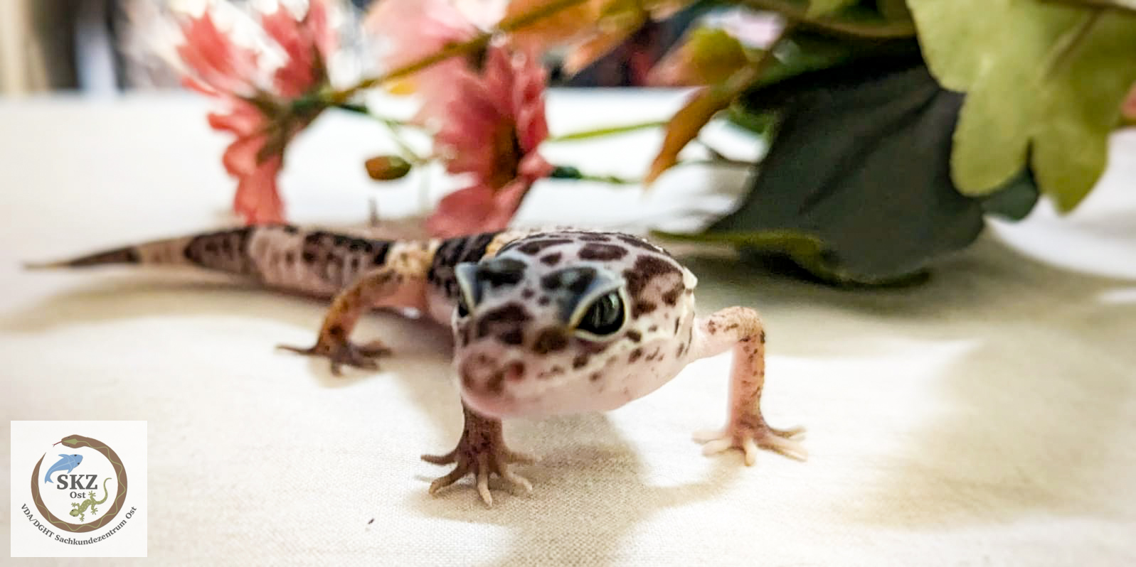 Ein Eublepharis fuscus, Westindischer Leopardgecko, schaut in die Kamera. Im Hintergrund pinke Blumen.