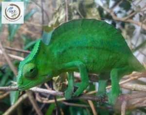 grünes Trioceros cristatus (Helmchamäleon) auf dünnen Ästen im Terrarium