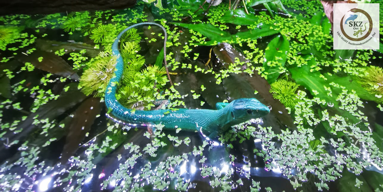 bläulich-grüne Echse, Gastropholis prasina, Grüne Baumeidechse, im Wasserteil eines Paludariums