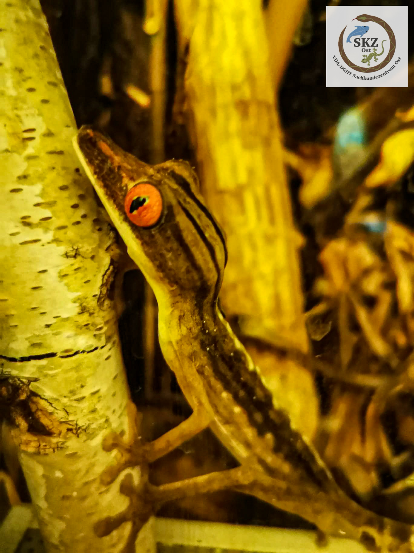Ein Uroplatus lineatus, gestreifter Blattschwanzgecko, sitzt an einem Ast im Terrarium