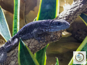 Ein Oplurus cyclurus, Madagaskar Stachenschwanzleguan, sitzt zwischen Sansevieria auf einem Ast