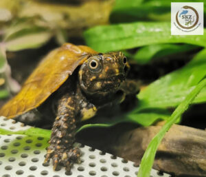 kleine Geoemyda spengleri, Chinesische Zackenerdschildkröte neben dem Lüftungsblech des Terrariums